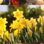 Happy daffodils